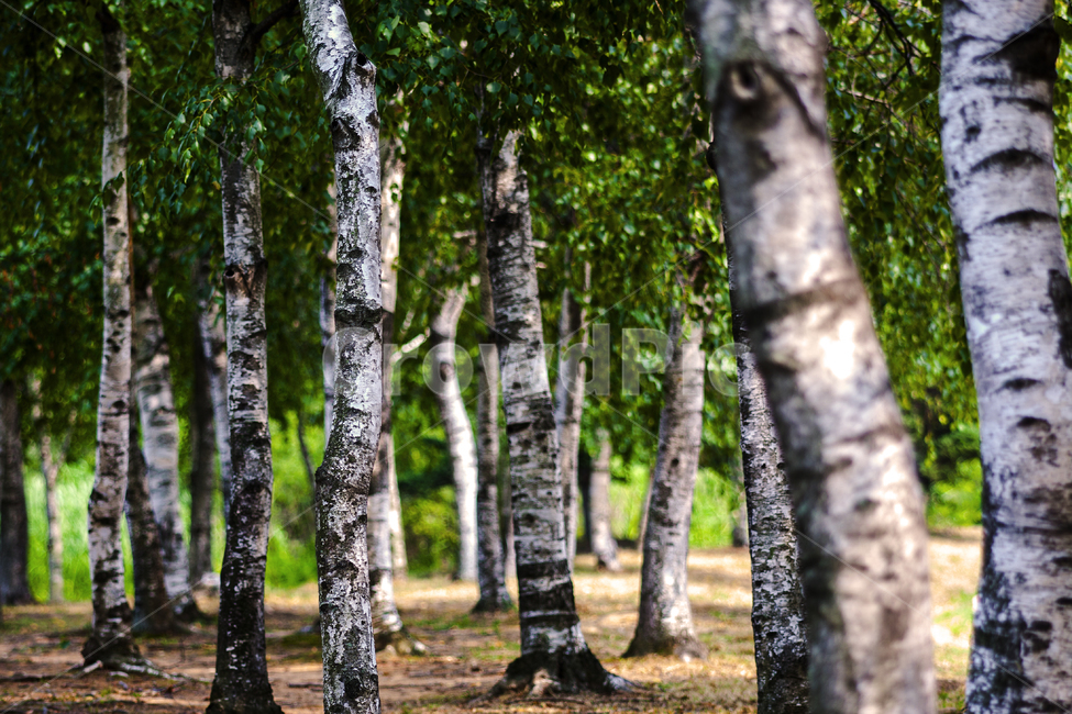 나무,tree,식물,plant,자작나무,여름,숲,자작나무숲,식물,자연,plants,nature,나무,trees,wood