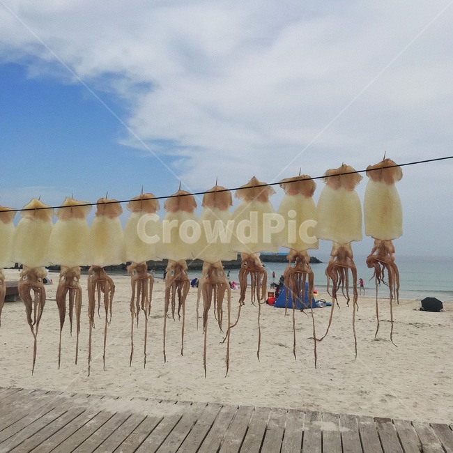 제주도,해변,월정리해변,맑음,오징어,오징어건조,해풍,해풍건조,건어물