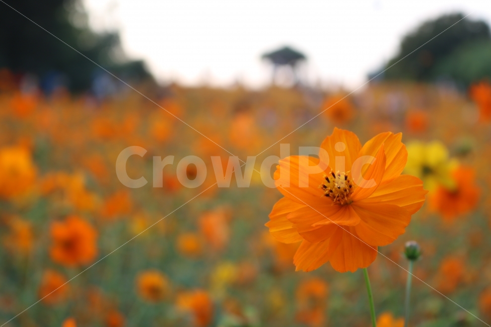 자연,꽃,식물,힐링,코스모스,가을,계절,fall,autumn,season,식물,자연,plants,nature,꽃,flower,plant