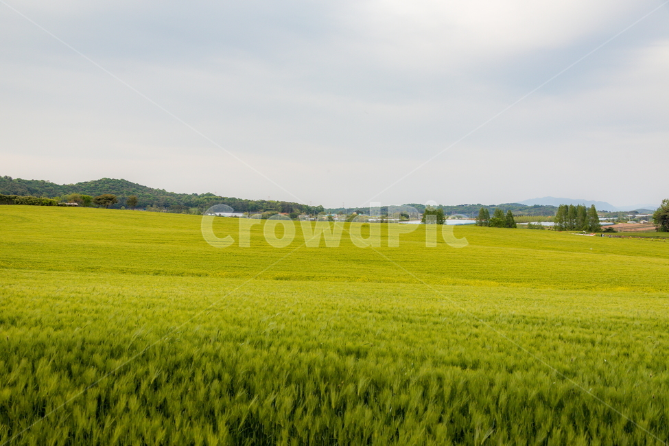 청보리,청보리밭,보리,풍경,landscape,고창청보리밭,봄