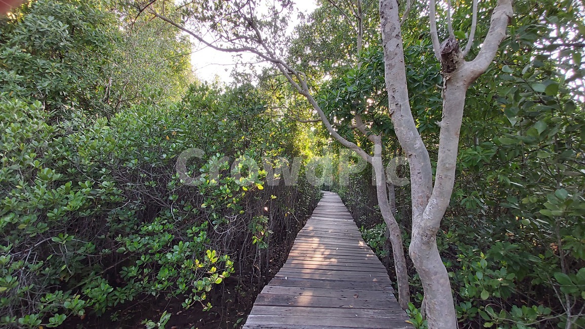 맹그로브숲,나무,숲,자연,여름,자연,풍경,nature,landscape
