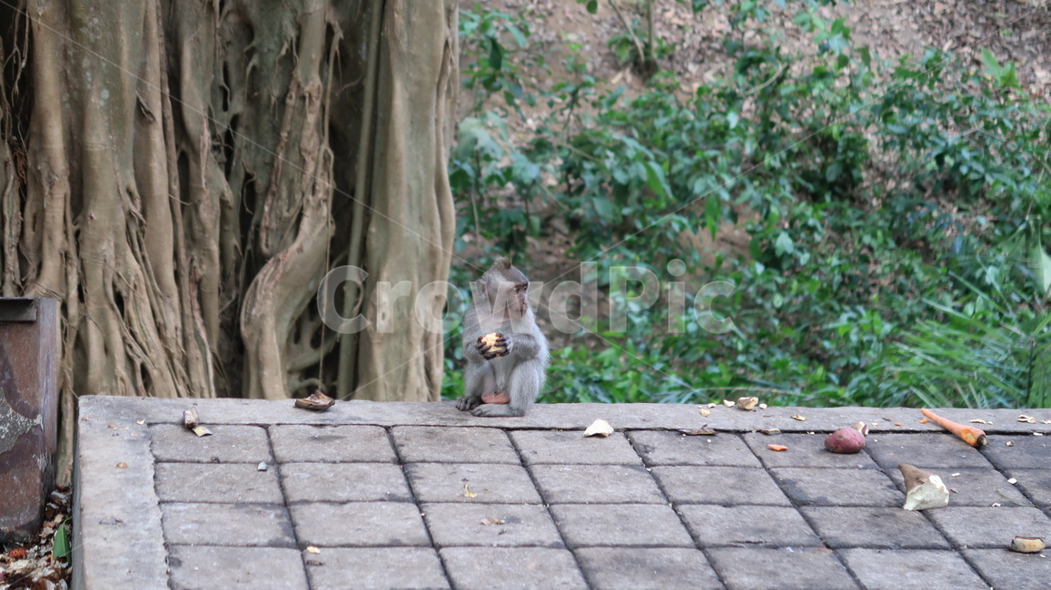 원숭이,monkey,동물,animal,wildlife
