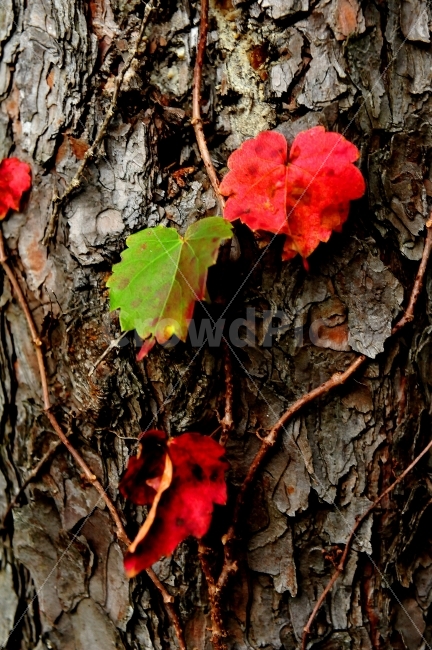 단풍,나무,넝쿨,칡넝쿨,가을,가을,계절,fall,autumn,season,식물,자연,plants,nature,plant,leaf,잎,tree