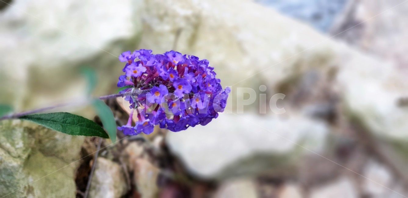 꽃,식물,자연,보라색,purple,한송이,이쁨,식물,자연,plants,nature,꽃,flower