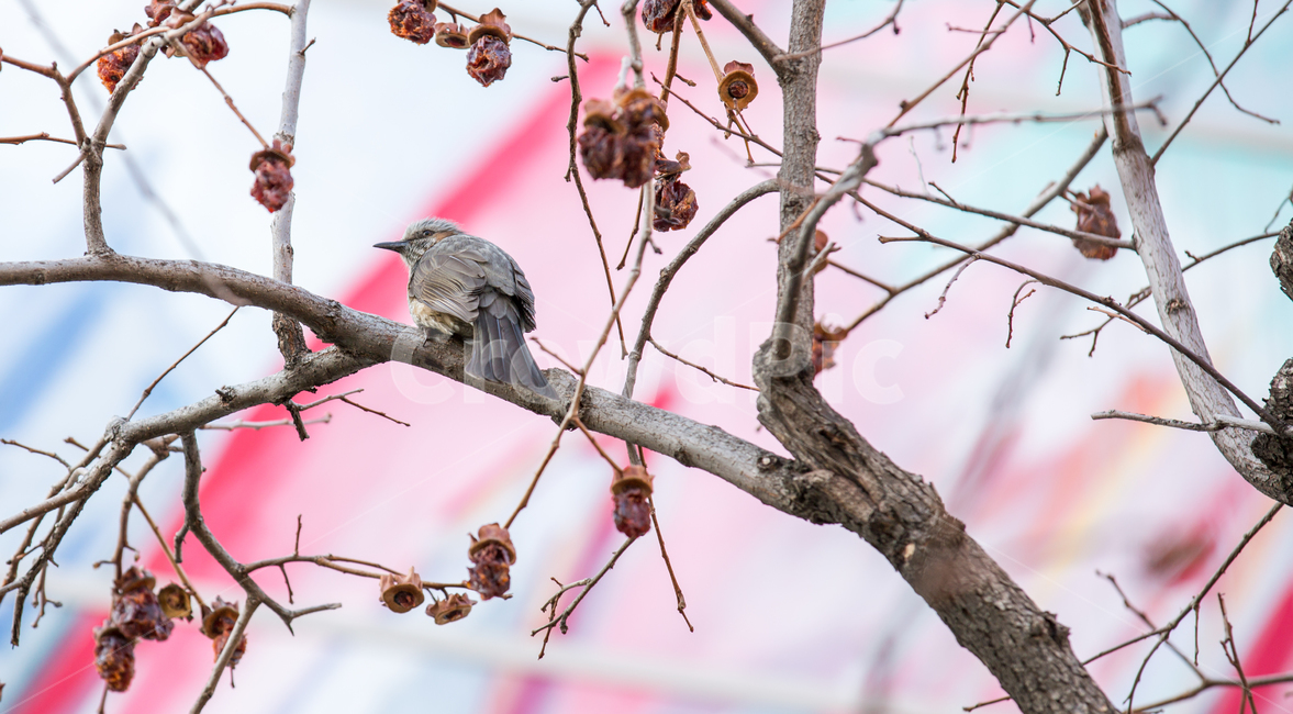새,bird,근접,조류,동물,나무,wood,봄,자연,야생,animal,동물,animal,조류,새,birds