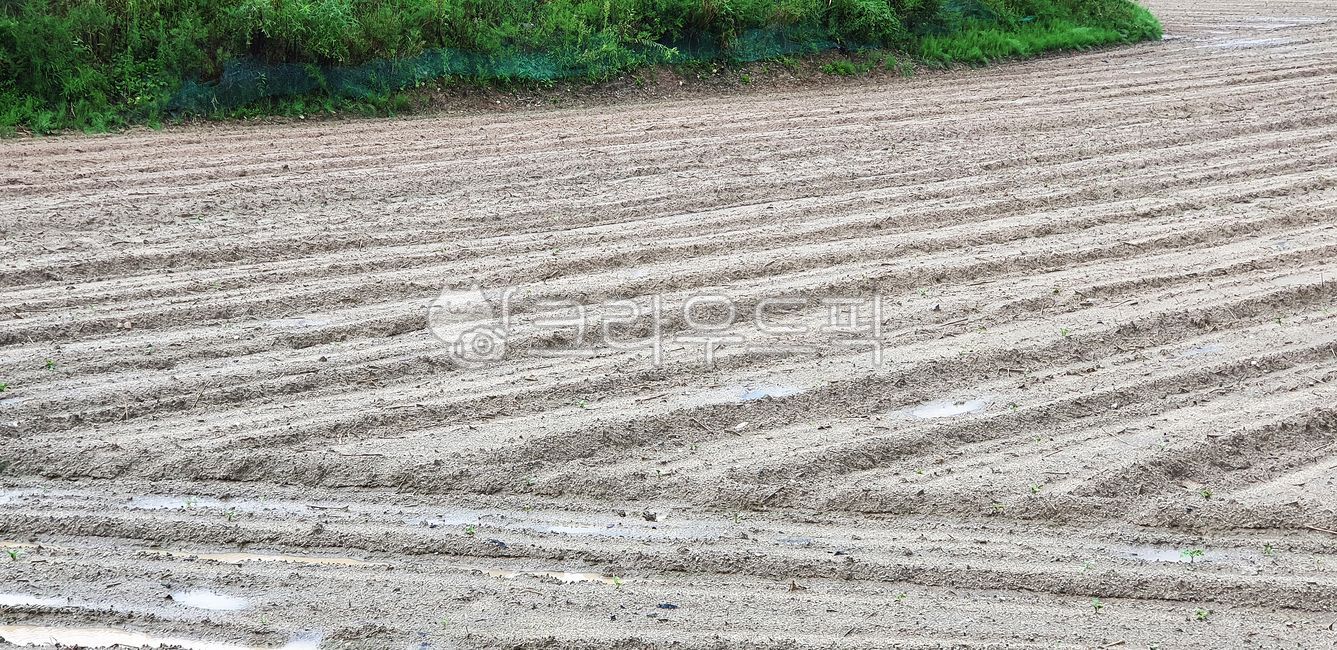 field,field farming,farming,plowing,mud ridge