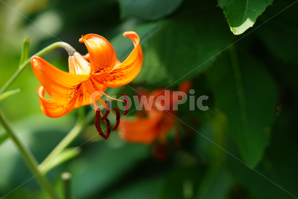 꽃,플라워,색감,컬러,주황색,오렌지빛,식물,접사,flower,생명,나리꽃,감성사진,자연,컬러풀,식물,자연,plants,nature,꽃,flower,색깔,색상,색채,색감,color sense,color sensitivity,feeling of color