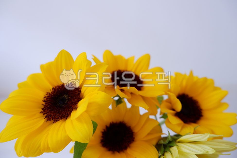 해바라기,해바라기꽃,꽃,식물,꽃꽃이,실내,꽃병,꽃다발,노랑색,plant,flower,blossom