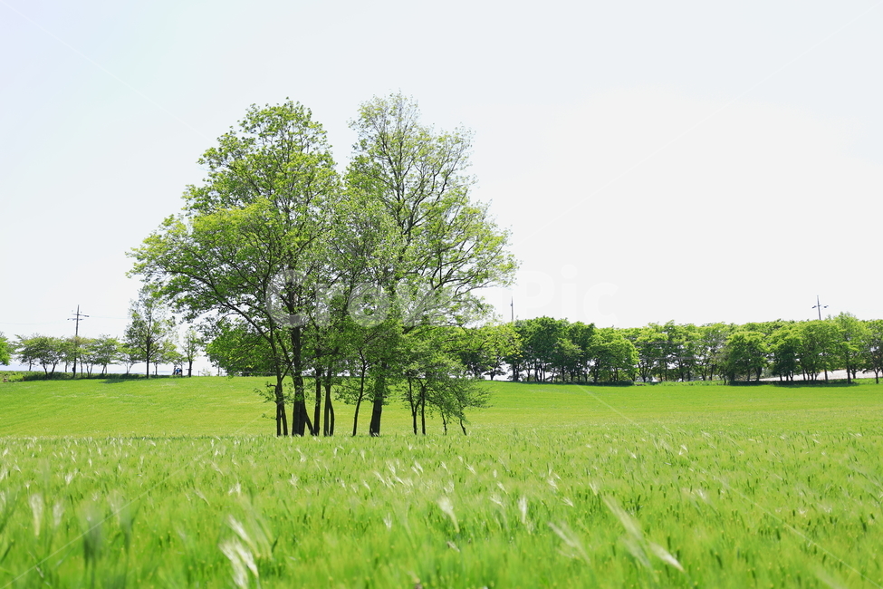 자연,식물,보리,초록,봄,나무,하늘,작물,풍경,plants,season,nature,사람없음,outdoor,보리밭,청보리,청보리밭,배경이미지,농작물,농업,전원,시골,농촌,재배,고창,landscape,녹색,그린,green,들판,생산,수확,푸드,식재료,음식,신토불이,식자재,한국,korea,푸른,푸르다,곡식,식량,farm,자연,풍경,nature,landscape,plant,grass,잔디,field,들,grassland,목초지,outdoors,옥외,농장,rural