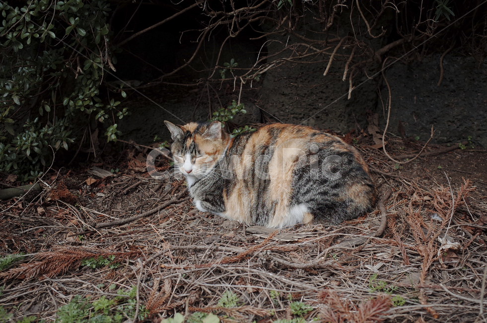 고양이,cat,동물,animal,포유류,mammal,길고양이,얼룩고양이,삼색고양이