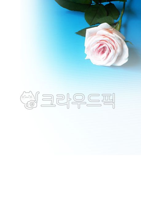 배경,background,바탕,장미,흰장미,식물,꽃,하늘색배경