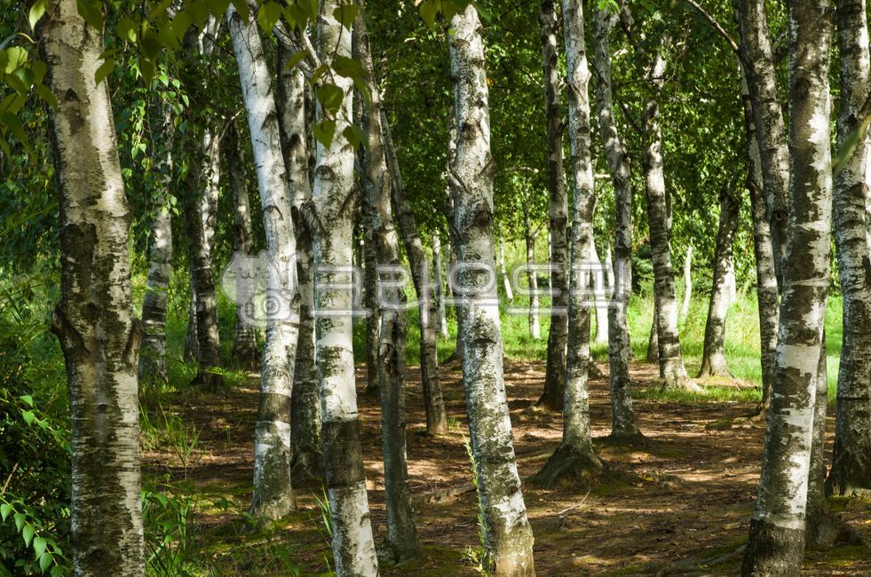 나무,plant,식물,tree,자작나무,자작나무숲,숲