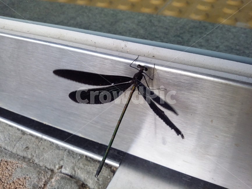 곤충,동물,잠자리,문,현관,곤충,벌레,insect,bug