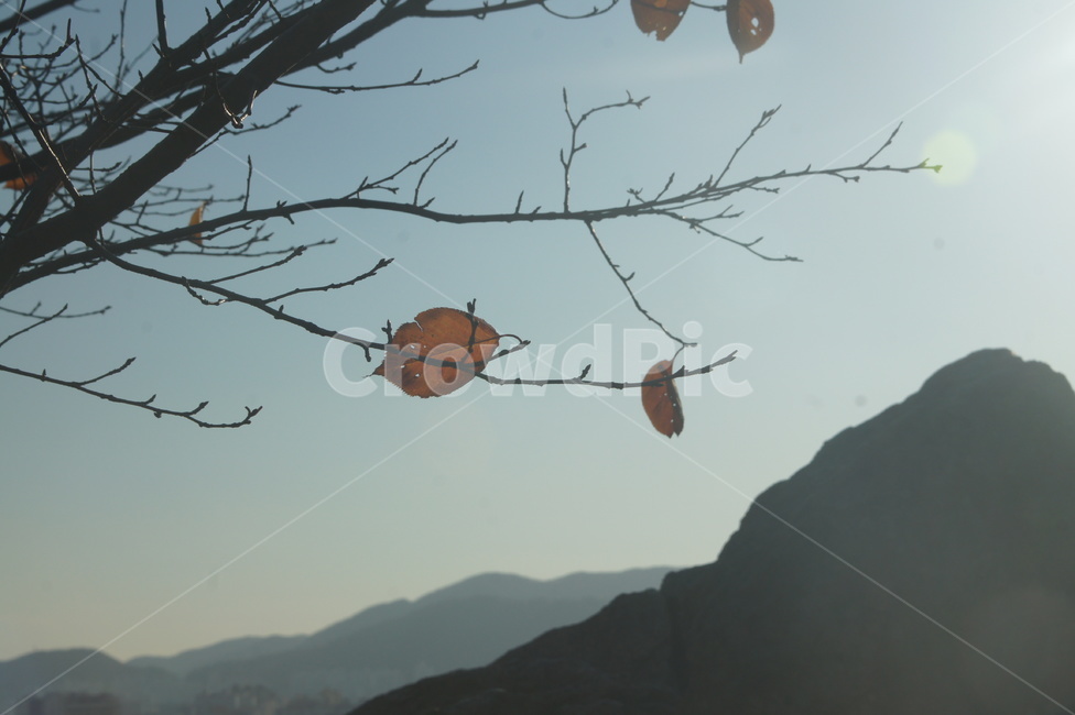 autumn,winter,leaf,잎,플레어,가을,계절,fall,autumn,season