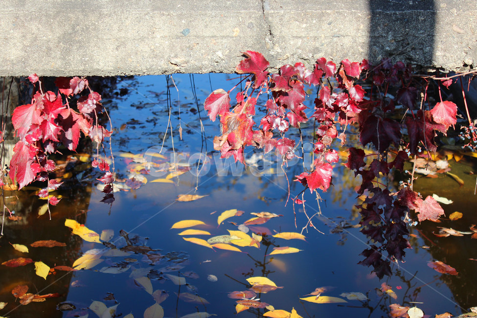plant,식물,leaf,잎,덩쿨,가을,계절,fall,autumn,season