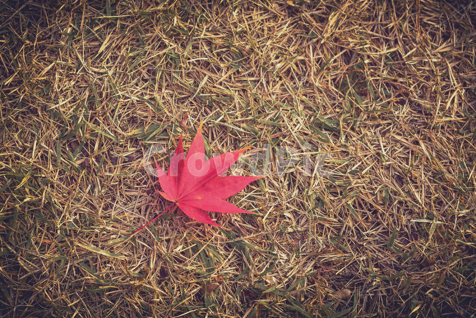 leaf,잎,식물,단풍,maple,낙엽,단풍낙엽,감성사진,mapleleaf,가을,계절,fall,autumn,season,plant