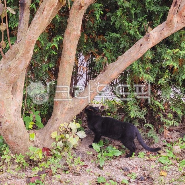 small,kitten,young,tiny,cat,black,animal