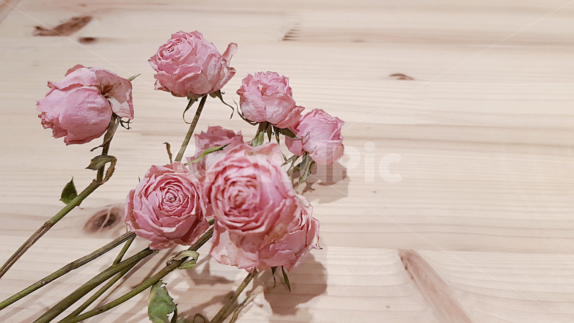 미니장미,분홍핑크,카페,말린꽃,장미꽃,분홍이,꽃,flower