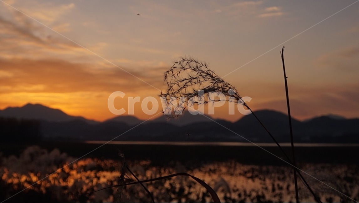 주남저수지,억새,철새,노을,해질녘,sunset,자연,풍경,nature,landscape,식물,plants,grass,잔디,plant,outdoors,옥외