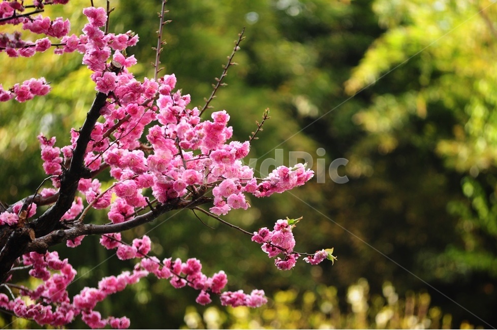 복숭아꽃,달콤한,분홍꽃,개복숭아,복숭아,봄,계절,spring,season,식물,자연,plants,nature,꽃,flower,plant