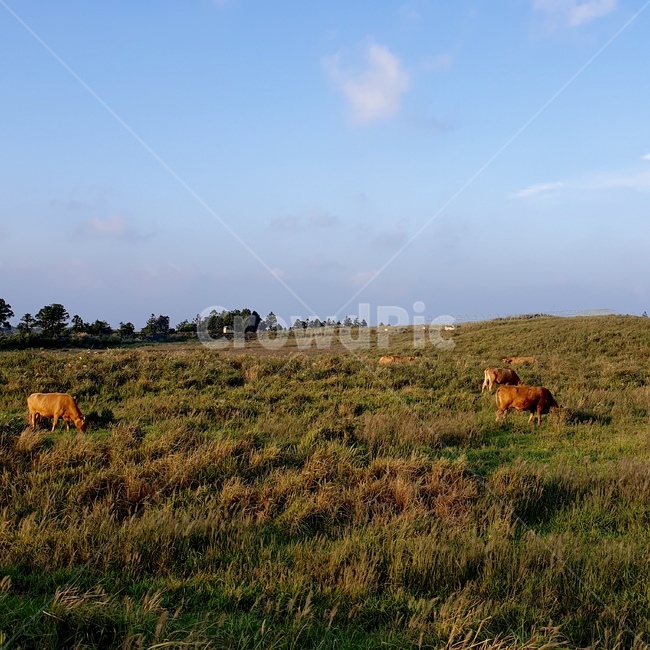 들,들판,소,field,nature,자연,목초지,새별오름,풍경,초원,가을풍경,cow,sky,fallsky