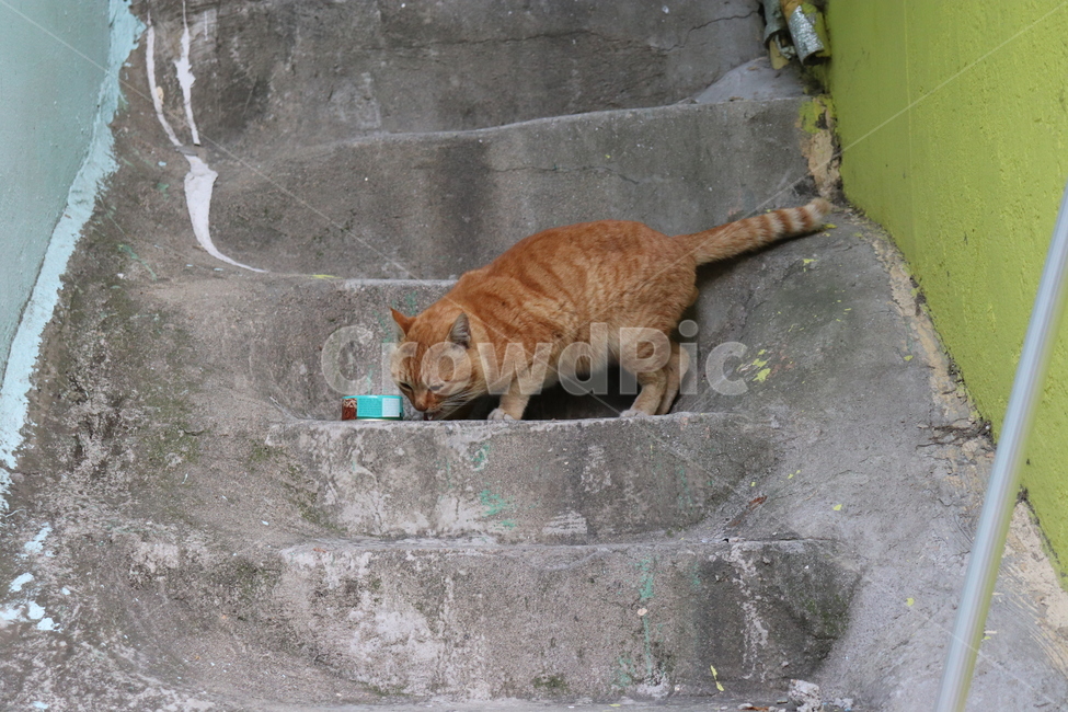 동물,고양이,길고양이,감천,길거리,골목,cat,animal,street,alley,동물,animal,포유류,mammal,고양이,cat,kitten,kitty