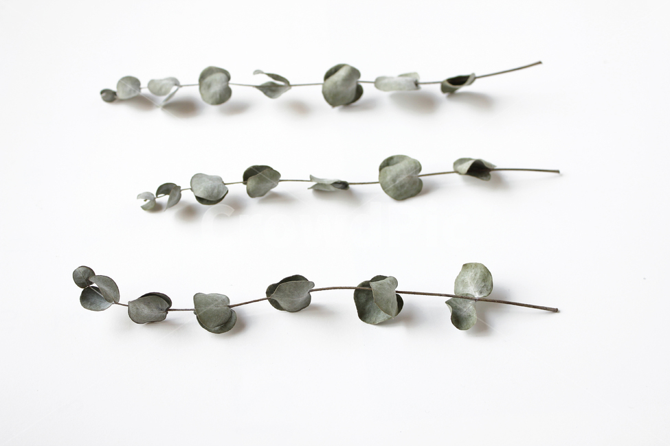 dead,death,decoration,dry,eucalyptus,eucalyptusleaves,green,isolated,leaf,natural,nature,object,plant,white,말린,드라이,건조,말려놓은,건조한,유칼립투스,유칼립투스잎,잎,나뭇잎,잎사귀,줄기,자연,식물,흰배경,그린,녹색,탑앵글,탑뷰,식물,자연,plants,nature