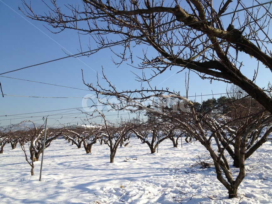 눈,겨울,과수원,하늘,파란하늘,하얀세상,snow,snowing,sky,bluesky,tree,나무,겨울,계절,winter,season,식물,자연,plants,nature,나무,trees,wood