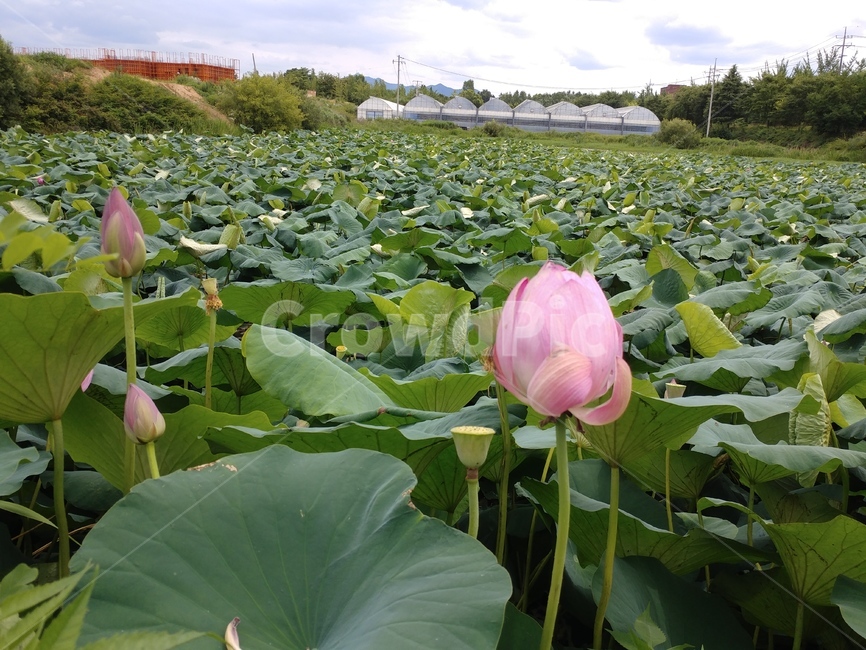 연꽃,수련과,lotus,수련,물풀,수단화