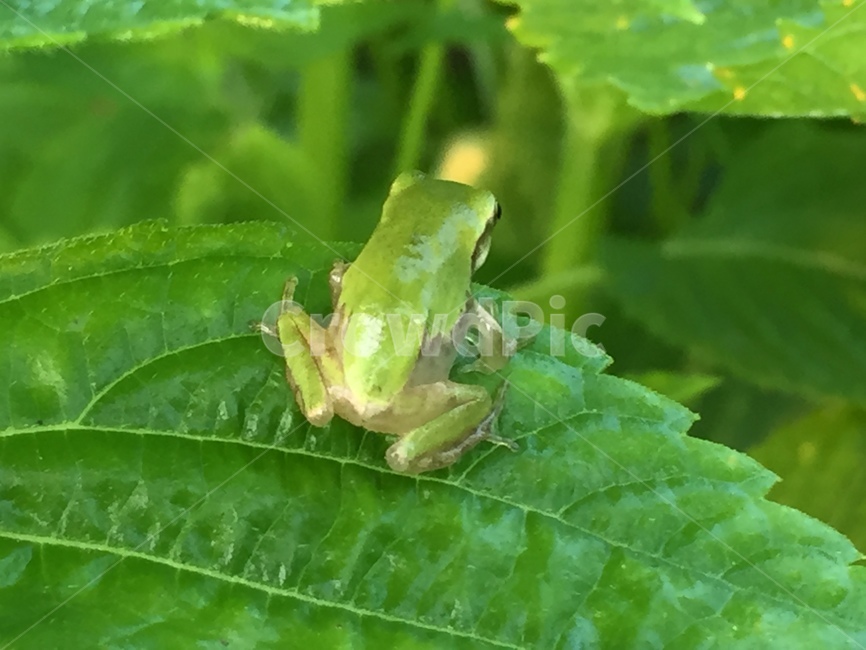 개구리,청개구리,시골,양서류,깻잎,동물,animal,파충류,양서류,reptile,amphibian