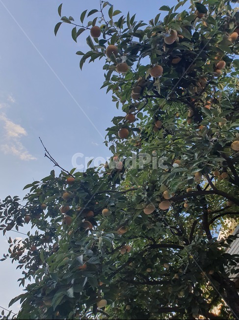 감나무,과일,fruit,나무,food