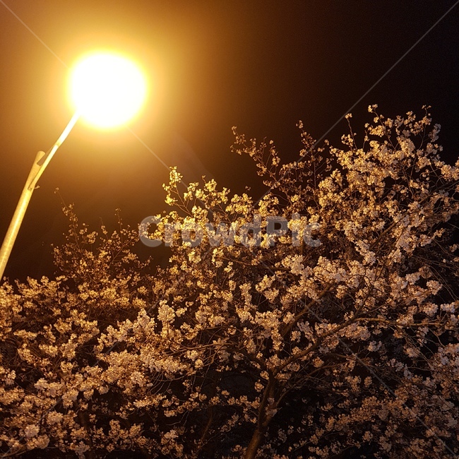 벚꽃,가로등,꽃,봄,감성,밤,하늘