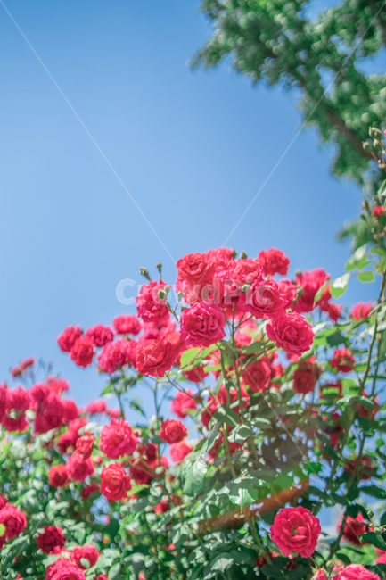 장미,하늘,분홍색,꽃잎,rose,식물,자연,plants,nature,꽃,flower