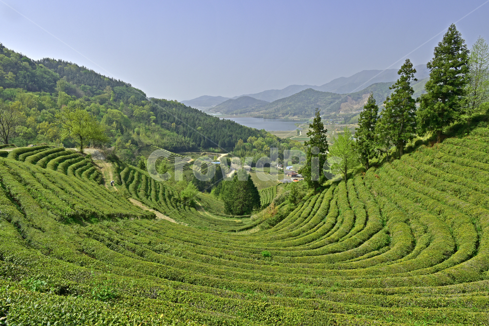 녹차,greentea,녹차밭,차밭,풍경,경치,녹색,국산차,평온,자연,풍경,nature,landscape,한국자연풍경,한국자연경관,korea nature landscape,outdoors,옥외