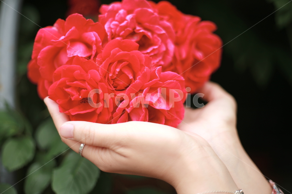 장미,손,꽃,모델,red,rose,감성