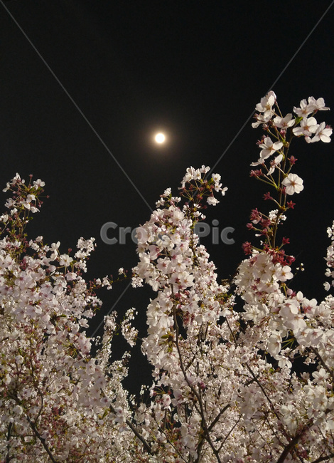달,벚꽃,벚나무꽃,밤,moon,night,분위기,운치,감성,감성사진,오감,불광천