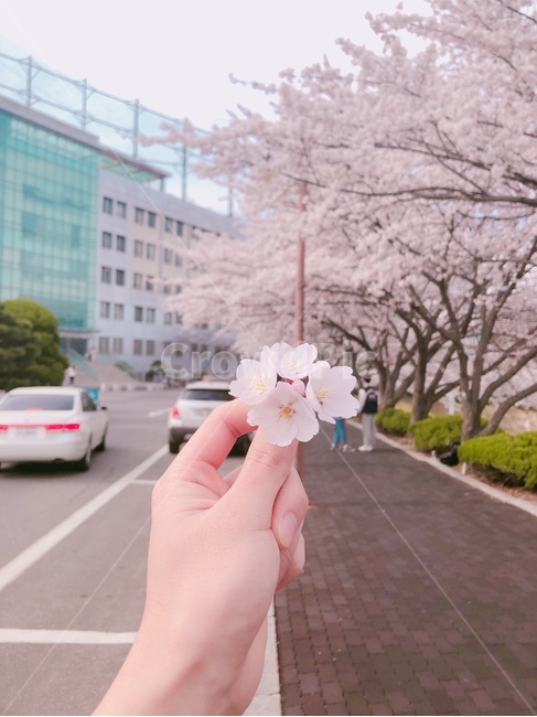 손,벚꽃,꽃,봄,벚꽃길,벚꽃배경