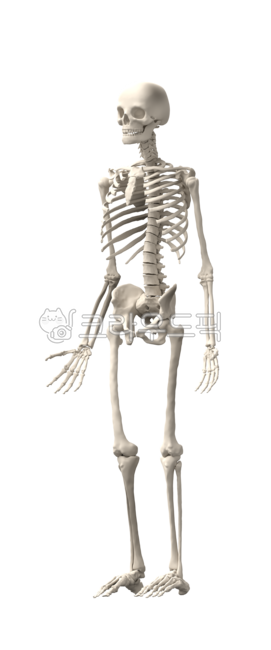 medical,education,bone structure,remains,xray,body,hip,skeleton,halloween,realistic,full body,model,scary,biology,old,png,rendering,teaching materials,system,person,science,anatomical,waist,male,full,anatomy,skeletal,isolated,back,head,medicals,skull,man,