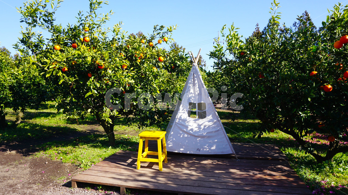 제주도,제주,휴애리,감귤,나무,식물,자연,풍경,jeju,tree,plants,nature,landscape,tangerine,과일,열매,fruit