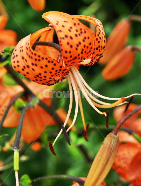 참나리,여름,꽃,주황,나리,식물,식물,자연,plants,nature,꽃,flower