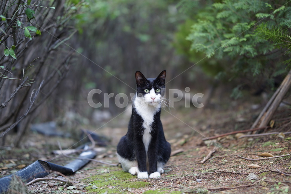 고양이,숲속,생물,pet,cat,animal,동물,kitten,동물,animal,포유류,mammal,고양이,cat,kitten,kitty