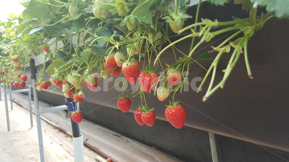 딸기,과일,strawberry,체험,봄,싱그러움,과일,열매,fruit
