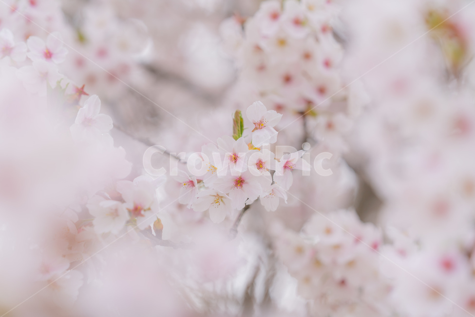 봄,벚꽃,자연,나무,계절,따뜻함,꽃,봄,계절,spring,season,plant,식물