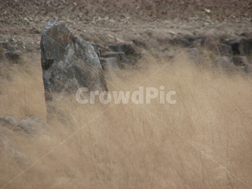 초원,배경,grassland,januaryn,naturalenvironment