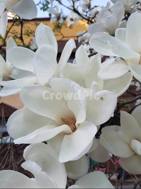목련꽃,흰꽃,봄꽃,화이트,우화한,식물,자연,plants,nature,꽃,flower