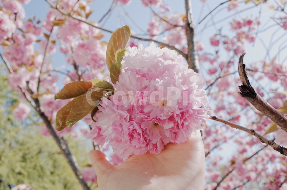 봄,벚꽃,겹벚꽃,spring,cherryblossomes,사쿠라,감성,감성사진,꽃,식물,손사진,flower,season,nature,벚꽃나무,봄,계절,spring,season,식물,자연,plants,nature,꽃,flower,감성,sensible,feeling,plant,blossom