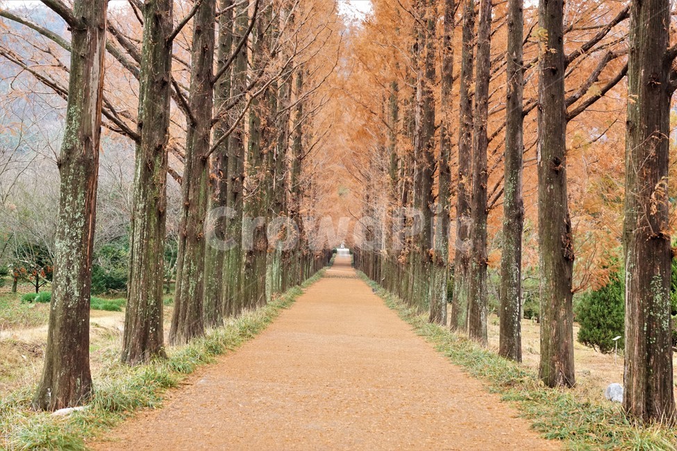 메타쉐콰이어길,가을,감성,나무,길,road,tree,autumn,단풍,자연,식물,풍경,plant,maple,emotion,nature,가을,계절,fall,autumn,season