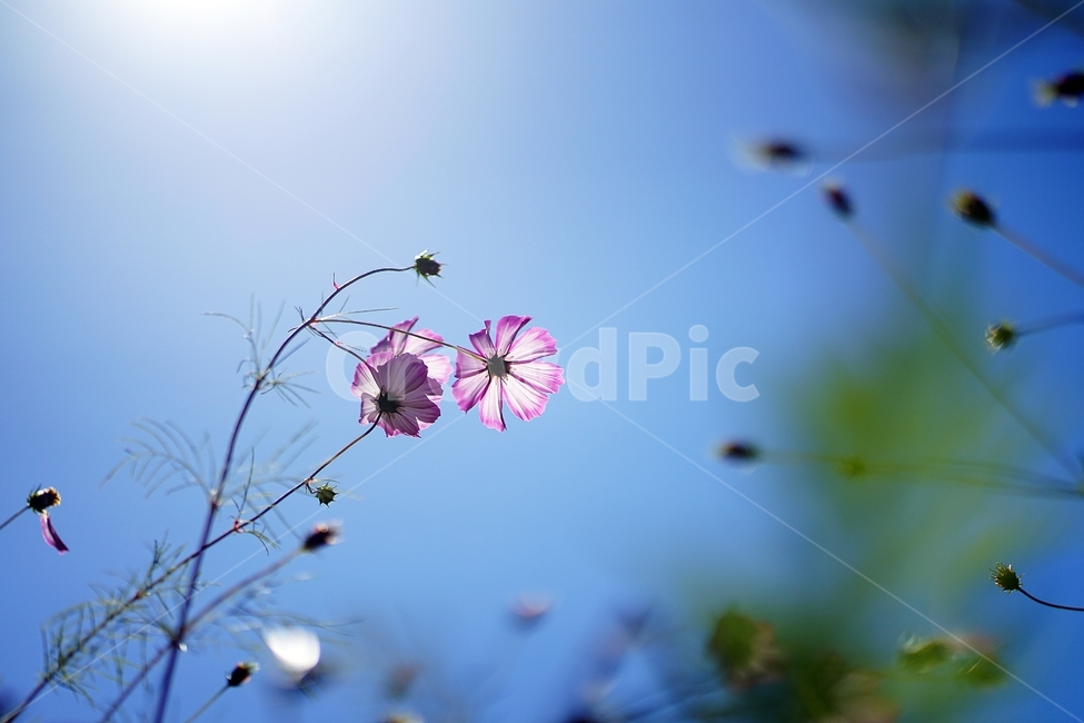 코스모스,가을,가을하늘,역광,가을꽃,가을,계절,fall,autumn,season,식물,자연,plants,nature,꽃,flower,plant,geranium,제라늄,blossom