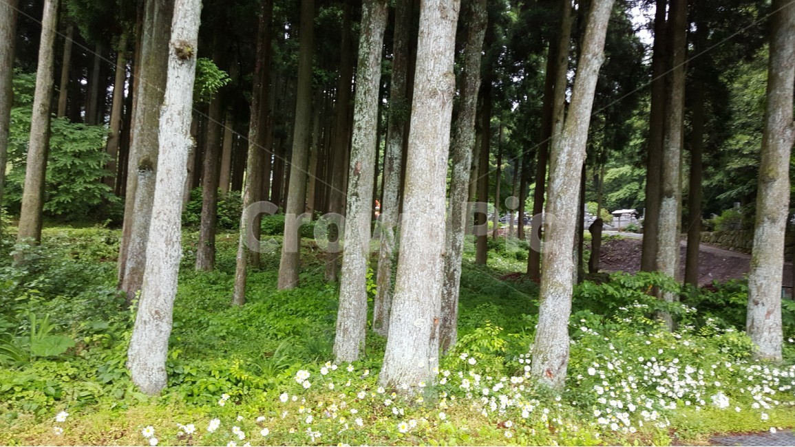 자연,유후인,휴식,일본,꽃,산책,풀,나무,경관,경치,자연,풍경,nature,landscape,식물,plants,나무,trees,wood,tree,plant,tree trunk,나무 줄기