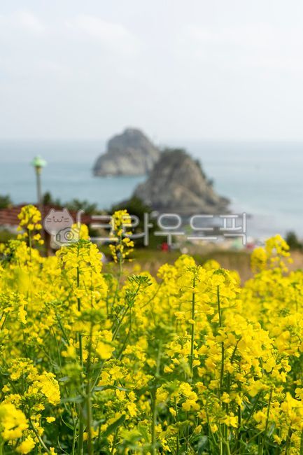 nature,yellow,Oryukdo Sunrise Park,spring,rapeflower,field,outdoors,rape flower,rapeblossoms